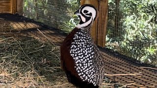 Raising and selling Mearns quail from eggs to adults.