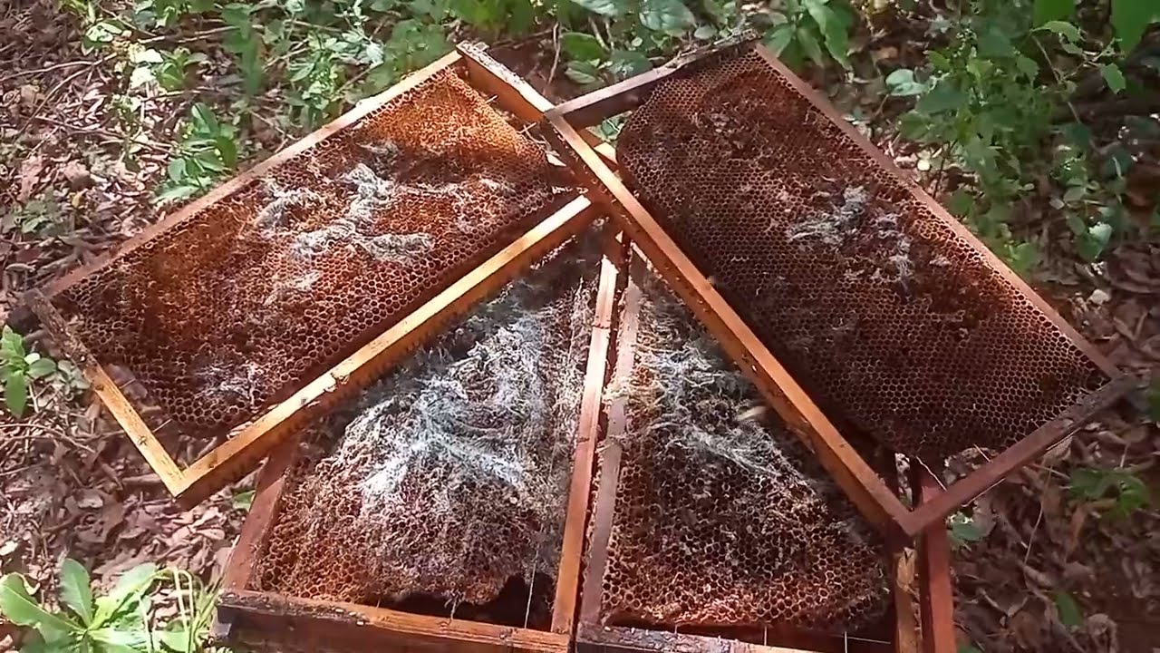 QUANDO ENCONTRAMOS A TRAÇA EM UMA COLÔNIA: PORQUE ACONTECE, QUANDO ACONTECE E O QUE FAZER.