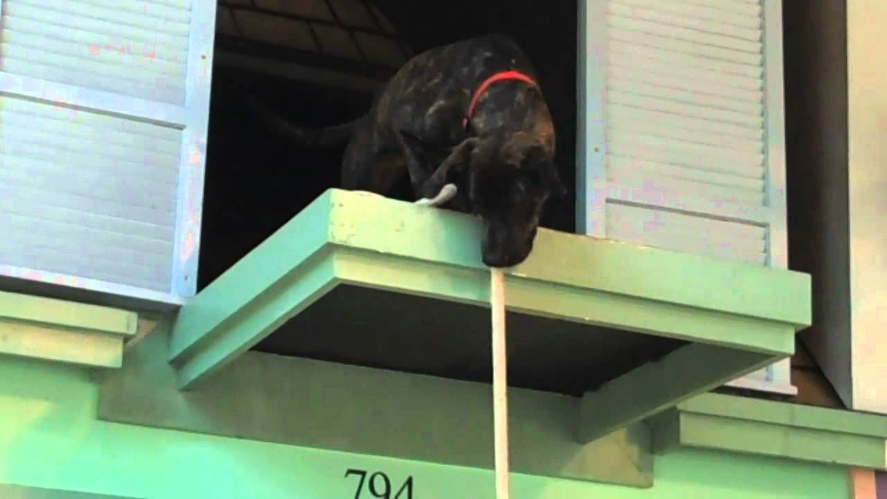 Busch Gardens Williamsburg Pet Show YouTube