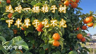 小后院如何种橘子怎样选择橘子树幼苗桔子树盆栽好还是橘子 ... 