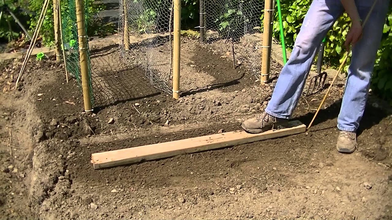 How to Sow Swede Turnips in Ireland (Marian Variety) YouTube