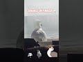 Seagulls at the Seaside