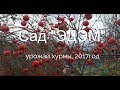 Хурма-2017. Как растет хурма в Украине. Хорошее качество)