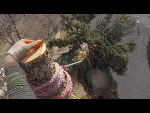 How To Remove A Large Spruce Tree