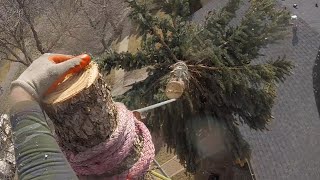 Climbing To Remove Spruce Tree