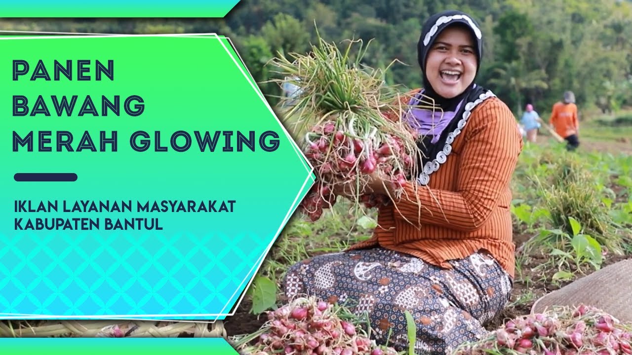 Panen Bawang Merah Glowing | ILM 