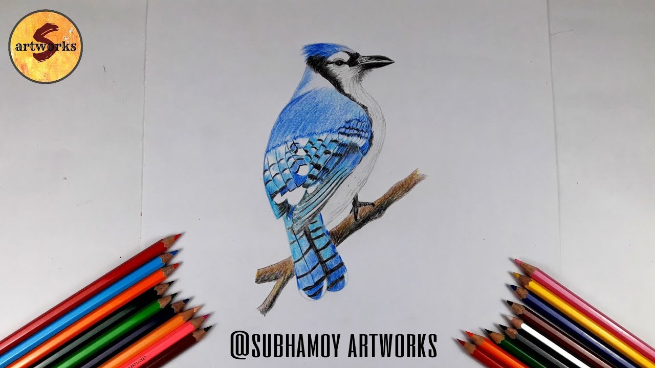 How To Draw A Bird Blue Jay Bird With Colour Pencils Easy Step By Step Drawing By S Artworks Youtube