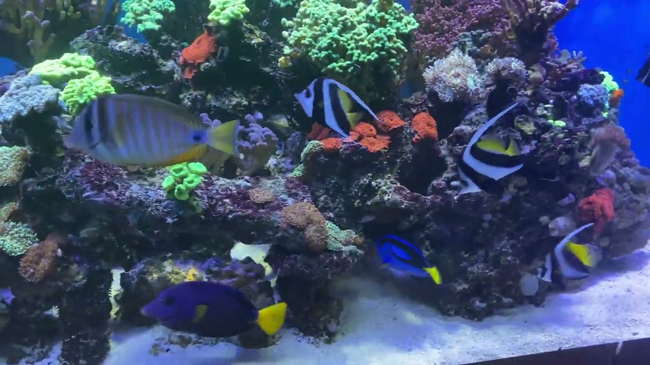 heniochus acuminatus heniochus Varius