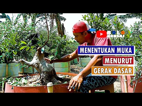 CARA MENENTUKAN MUKA / SUDUT TERBAIK SEBUAH BONSAI MENURUT GERAK DASARNYA