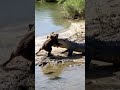 Struggling to rescue a bear that was attacked by a crocodile #animals #nature #shorts