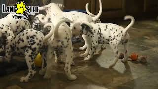 Playful Dalmatian Puppies