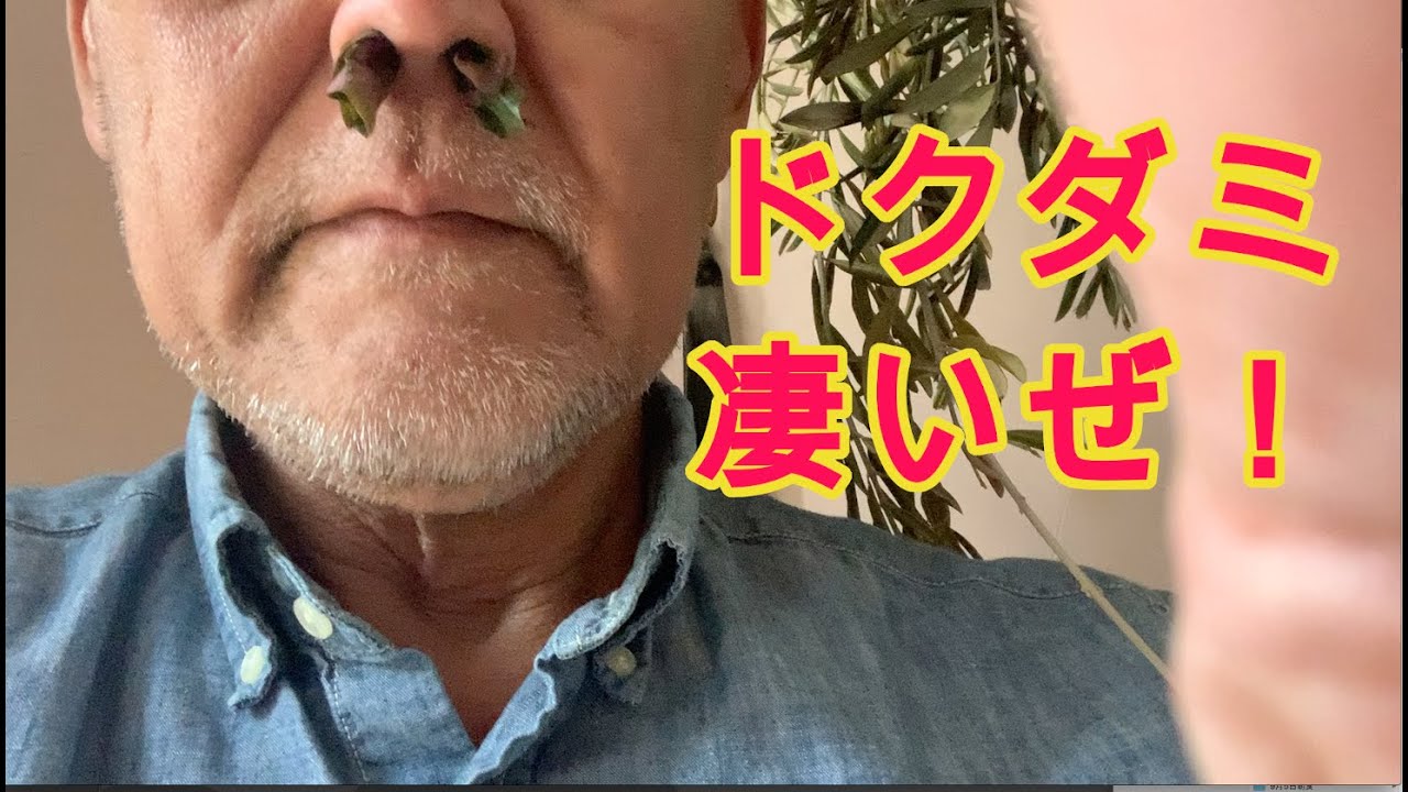 ドクダミを鼻に詰めて花粉症対策 Youtube