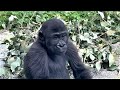 Baby Gorilla - Kayembe #52 #babygorillas