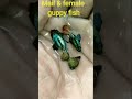 Green Platinum Half Moon Dumbo Guppy Fish Mail Female Guppies Short Video