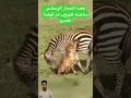 هروب الحمار الوحشي بطريقه اذكى من الضبع  اكسبلور 