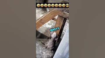 I been a nasty girl 🦦🤣#shorts #otters #nastygirl #music #fypシ゚
