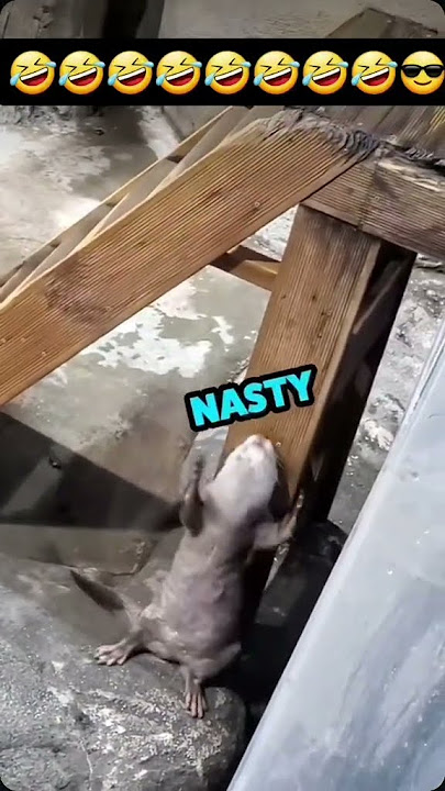 I been a nasty girl 🦦🤣#shorts #otters #nastygirl #music #fypシ゚
