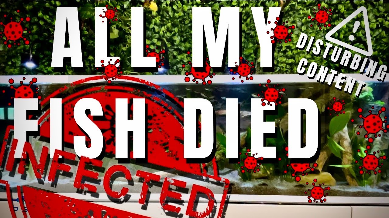 A FULMINANT OUTBREAK OF COSTIA KILLED MY FISH - disturbing content
