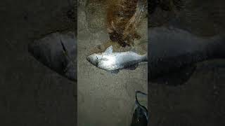 Ψάρεμα Λαβράκια με Πεζόβολο