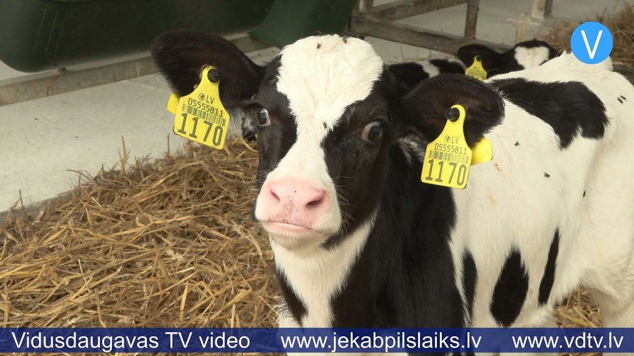 Saimniecībā “Kalna Dambrāni” atklāj Dzemdību nodaļu