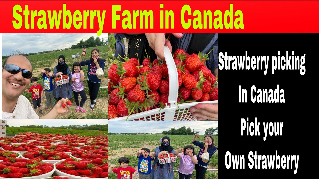 Strawberry Farm in Canada Strawberry picking in Canada At Downeys