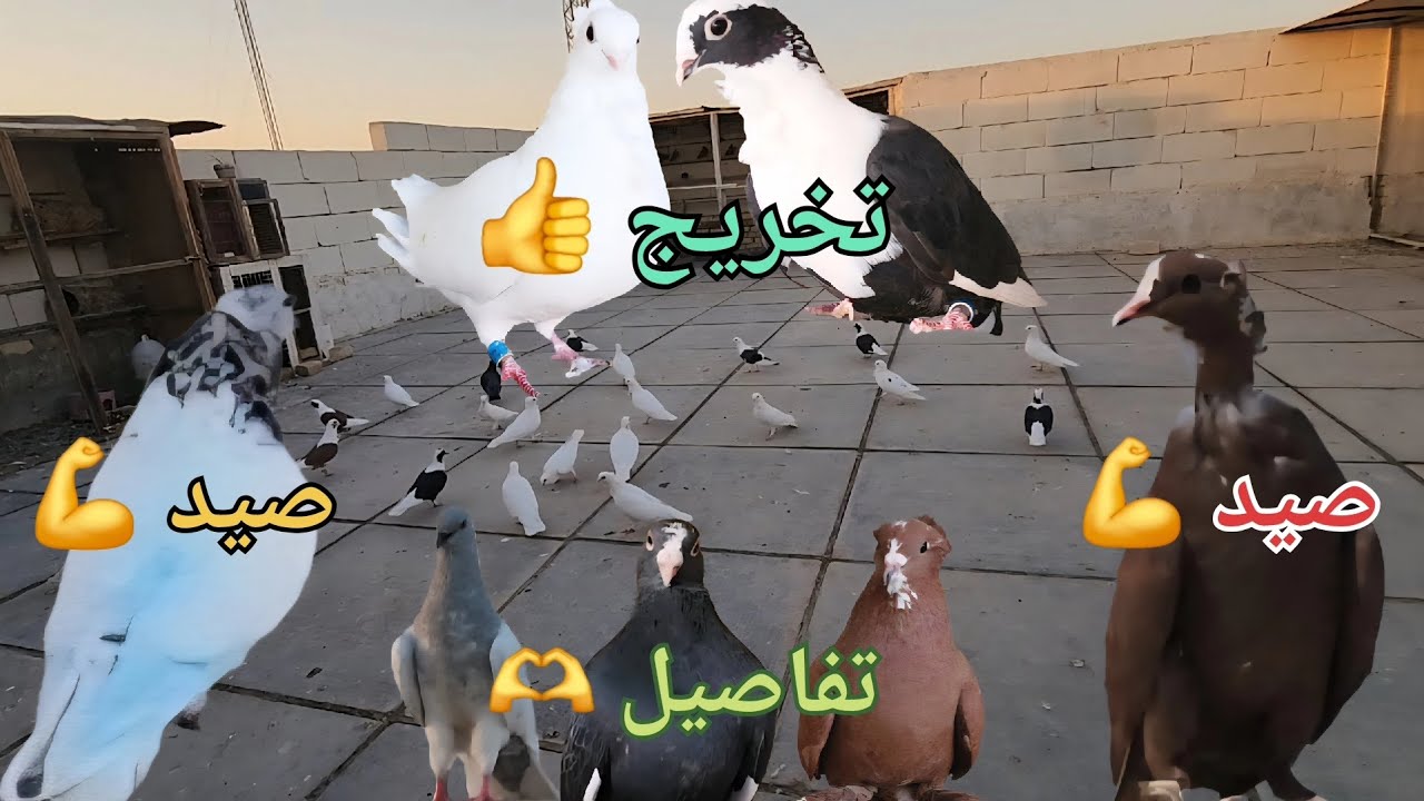 صيد زوج💪 تخريخ زوج👍وتفاصيل كل الابراج🫶هذا المقطع كلش حلو 😉