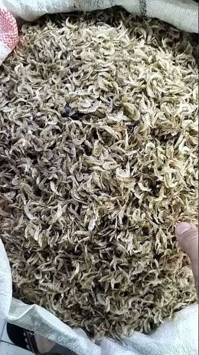 udang papay/ udang rebon kalimantan