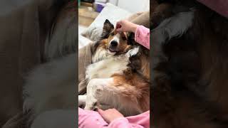 From rescue to beloved brother. #collie #sheltie #sheltiesandfriends #cutepuppy #doglove