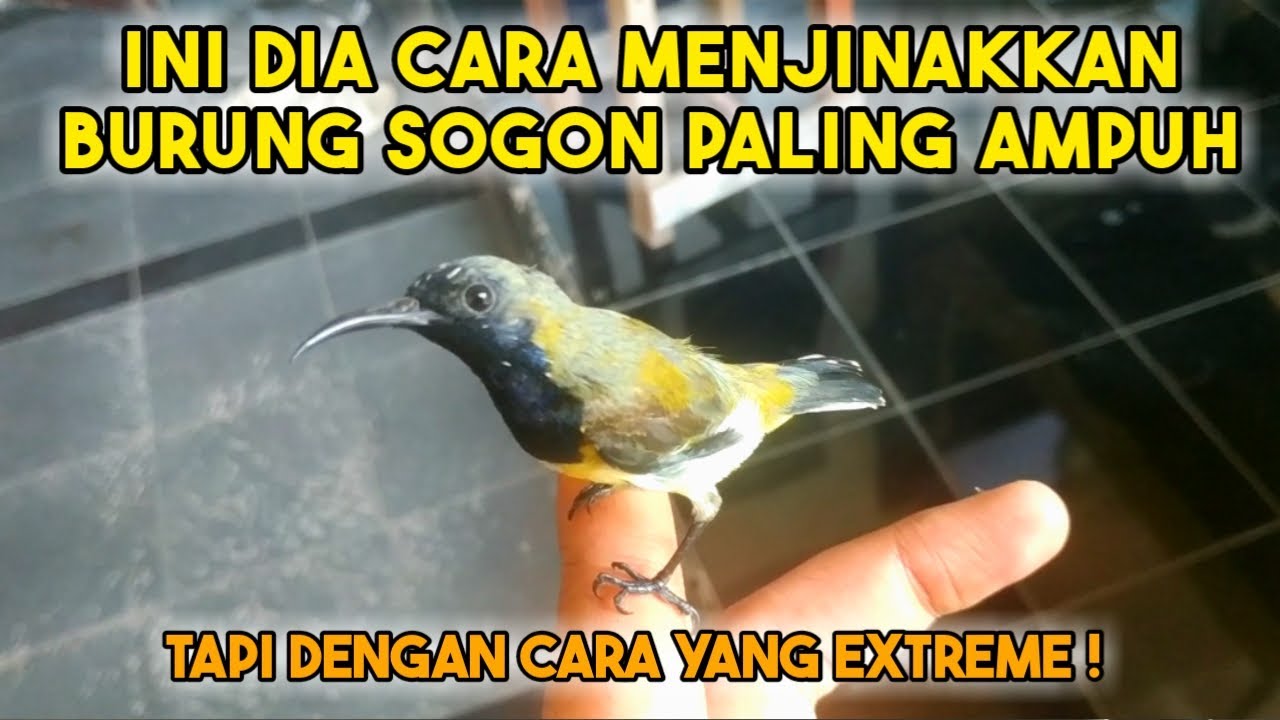 INI DIA CARA YANG PALING AMPUH MENJINAKKAN BURUNG SOGON, TAPI MENGGUNAKAN CARA YANG EKSTRIM !