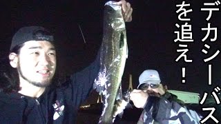 【シバターの釣り】伝説のデカシーバスを追う後編！