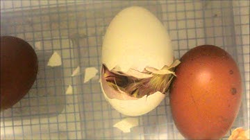 Baby Chick Hatching in Genesis Hova Bator Incubator