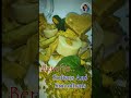 New Flanged -"Nalangu Maavu Soap" #herbal #love #beautysecrets#soap #nature #naturalbeautytips