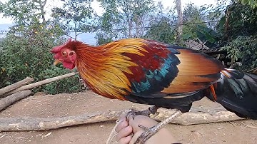 Qaib qus 100% dawb taw - gà rừng rặc chân trắng