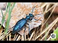 Mlo au cou troitshortwinged blister beetle meloe angusticollis