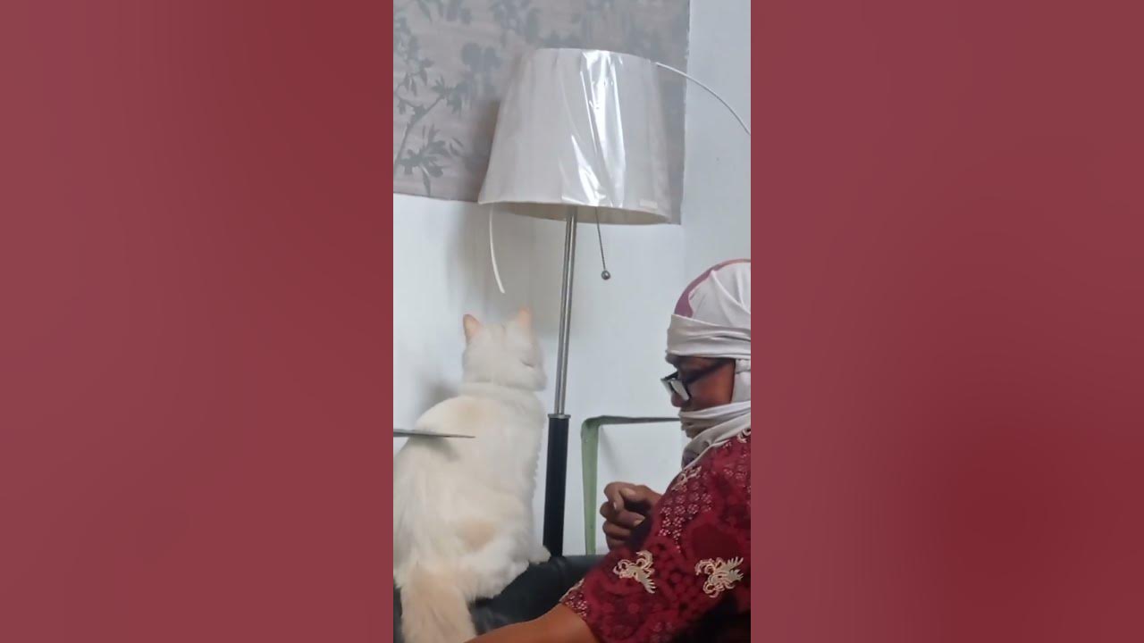 how-to-train-cat-timi-wants-to-play-youtube
