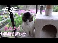 【今年ものらと花見ができました】It has been a year since Nora had her ear removed due to cancer.