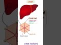 Structure of LIVER and Hepatic lobules #neet rankers #neetbiology #neetmotivation #neet2023 #NEET