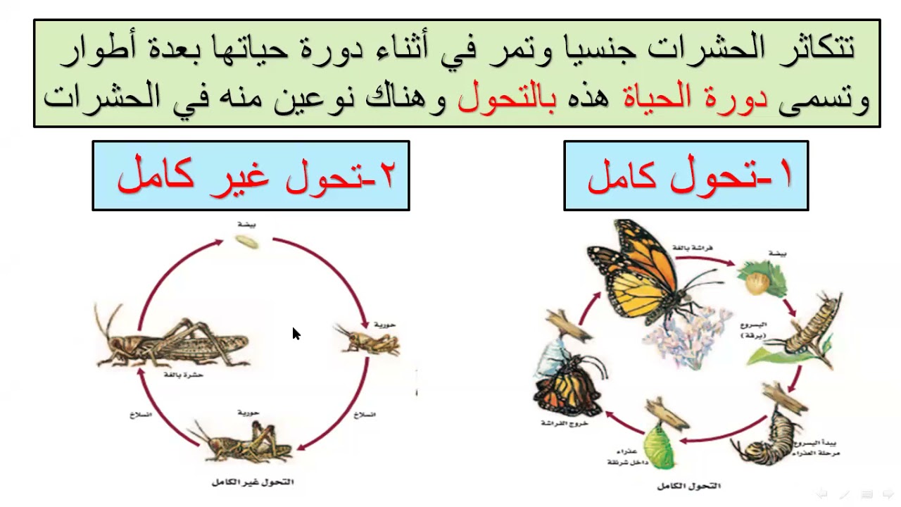 تابع الحشرات