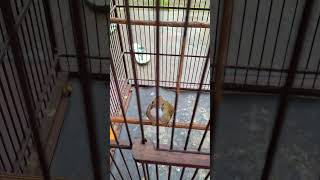 Besok Kita Kasih Resep Biar Jenggot Kalian Dorr