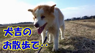 犬吉のお散歩で‥　A walk with Inukichi