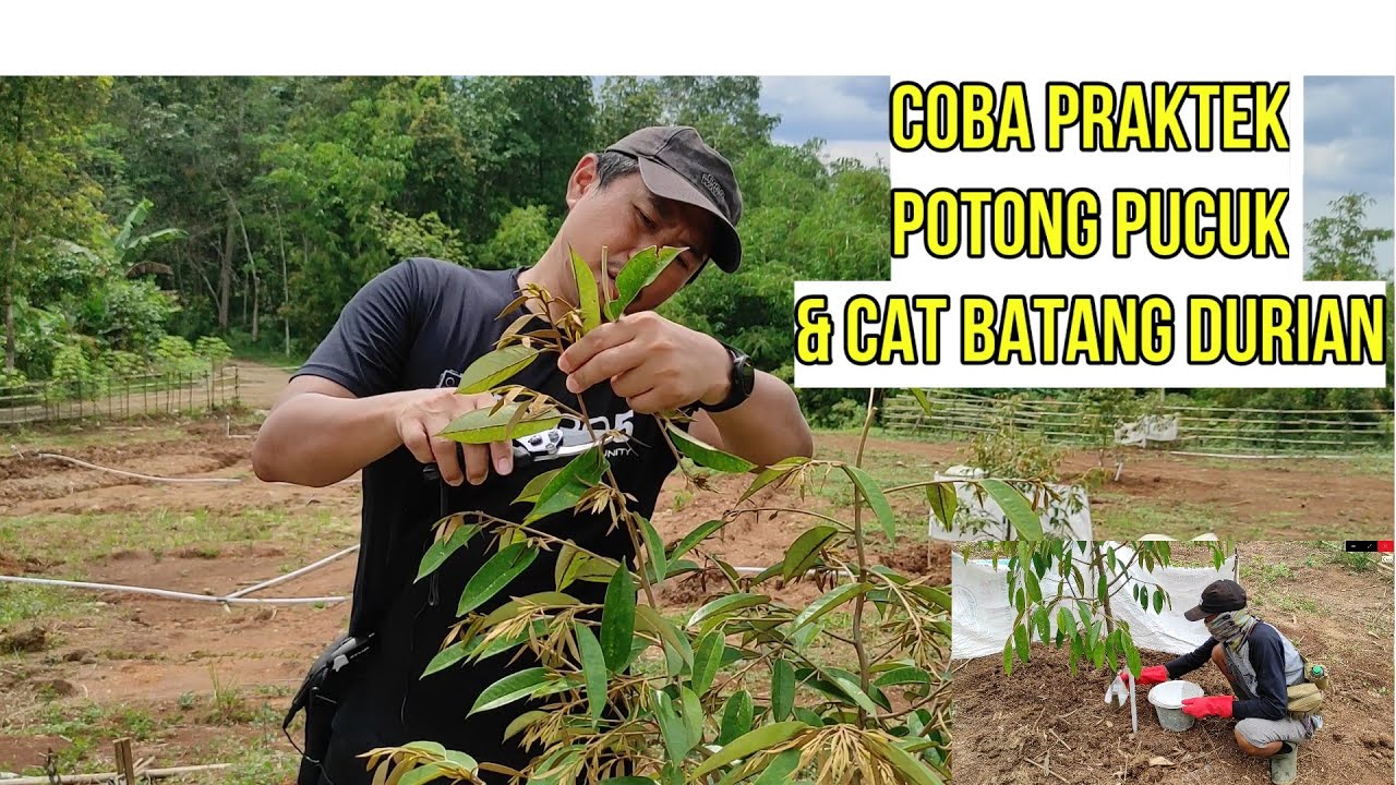 Coba Praktek Potong Pucuk & Cat Batang Durian: Sesuai Arahan Bp. Hengky Massie (KDT)