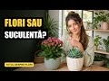 O plantă cu flori sau o suculentă? Află care este cea potrivită pentru tine! 🪴