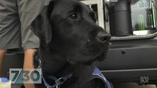 Meet the service dogs helping Australians live their best lives | 7.30