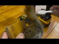Squirrel Rump Taxidermy Gag Gift