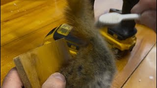Squirrel Rump Taxidermy Gag Gift