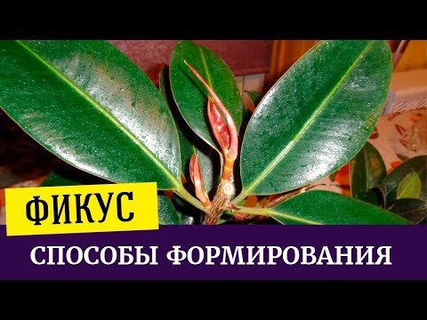 Как формировать фикус каучуконосный