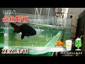 《日陰の金魚飼育》【青水にチェンジ