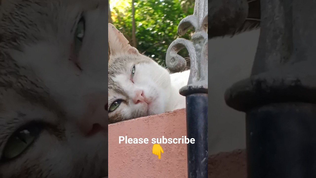 #vralvideo #shortsvideo #tendingvideo #cat
