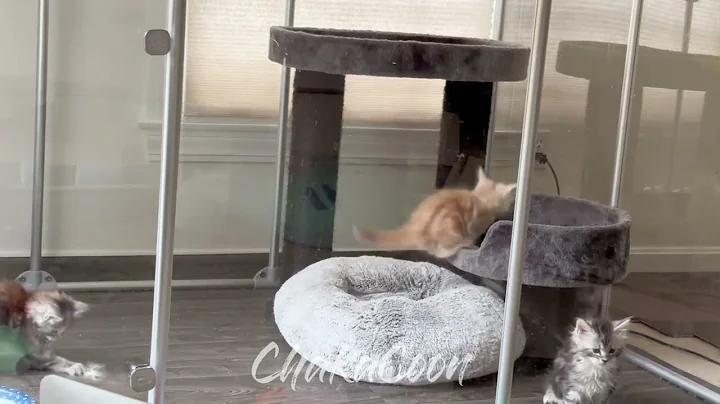 Watch the video about 6 week old Maine Coon kittens zoomies morning playing #chakacoon #mainecoonkittens #cutekittens