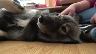 1-year-old dog Missy needs surgery for multiple leg deformities